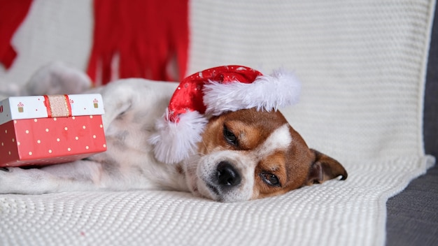 Chihuahua hond in kerstmuts met kerstcadeau liggend op coach. Vrolijk Kerstfeest. Gelukkig nieuwjaar. Kerst dromen.