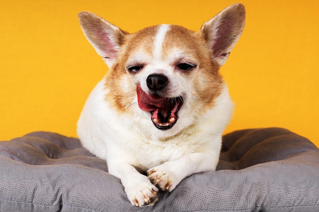 Chihuahua-hond ligt op een kussen op een gele achtergrond Foto van hoge kwaliteit