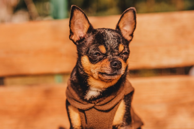 Chihuahua hond op een houten bruin bankje in bruine kleding