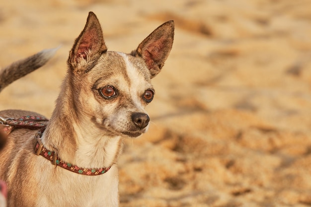 chihuahua hond op het strand