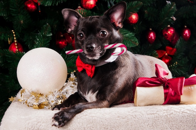 chihuahua hond spelen met vakantie cadeau bot