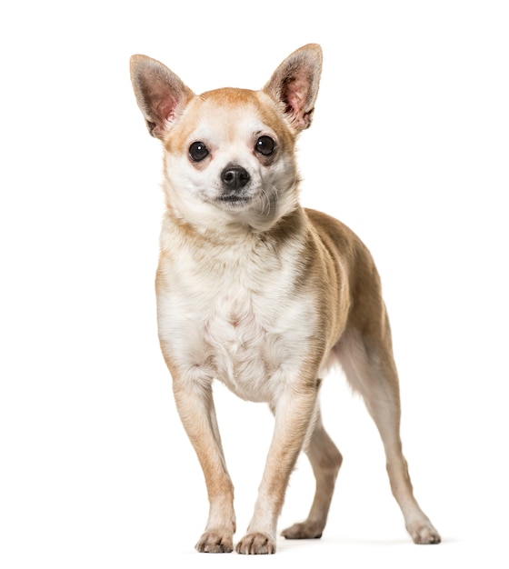 Chihuahua hond staan