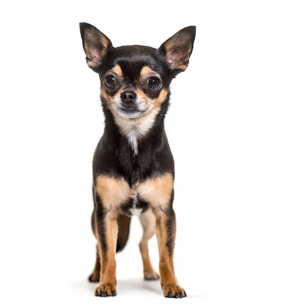 Chihuahua hond staan