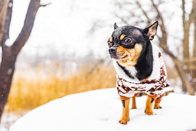 Chihuahua hond staat op een bankje in de winter bij sneeuwweer in kleding. Dier, huisdier.