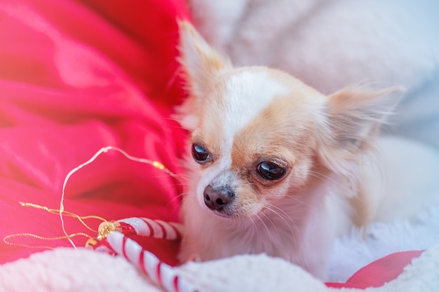 Chihuahua hond thuis op een plaid in de vakantie Kerstmis of Nieuwjaar. Feestelijk kerstconcept.