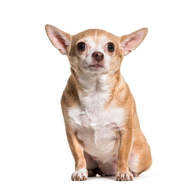 Chihuahua hond zit tegen een witte achtergrond