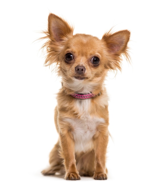 Chihuahua hond zitten