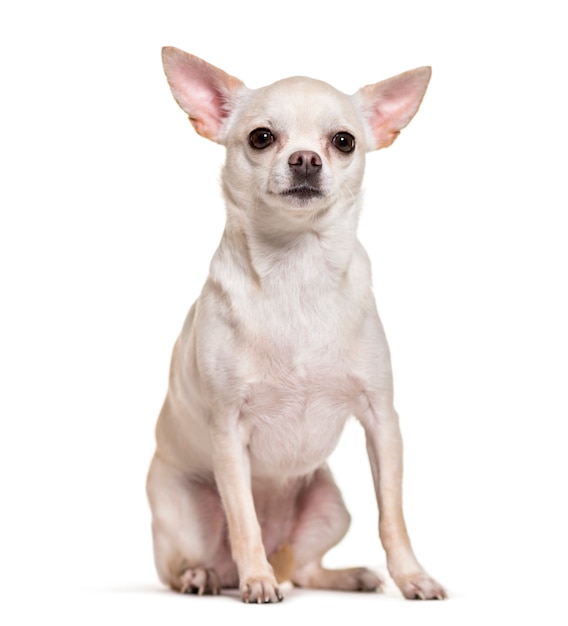 Chihuahua hond zitten