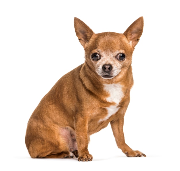 Chihuahua hond zitten