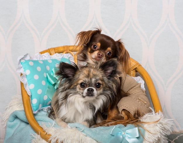 Chihuahua hond zittend op stoel in studio, portret,