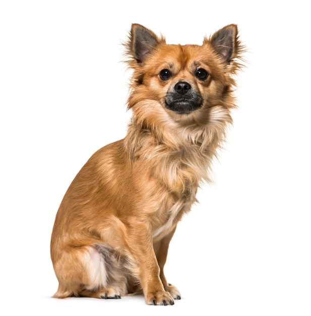 Chihuahua hond