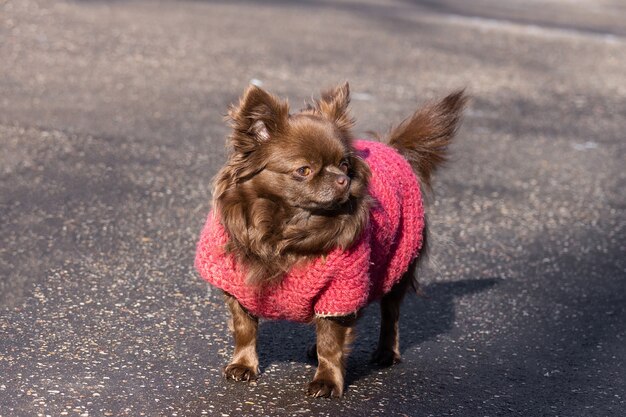 Chihuahua hondenpark