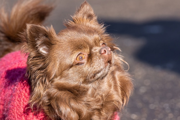 Chihuahua hondenpark