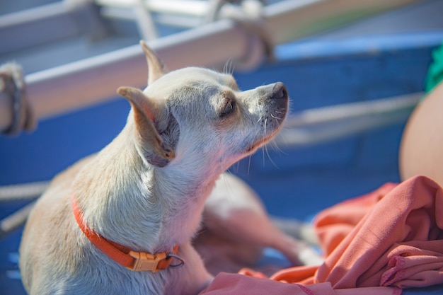 Chihuahua in de boot tijdens een zomervakantie