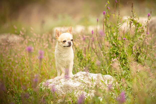 Chihuahua in de kruiden in de natuur