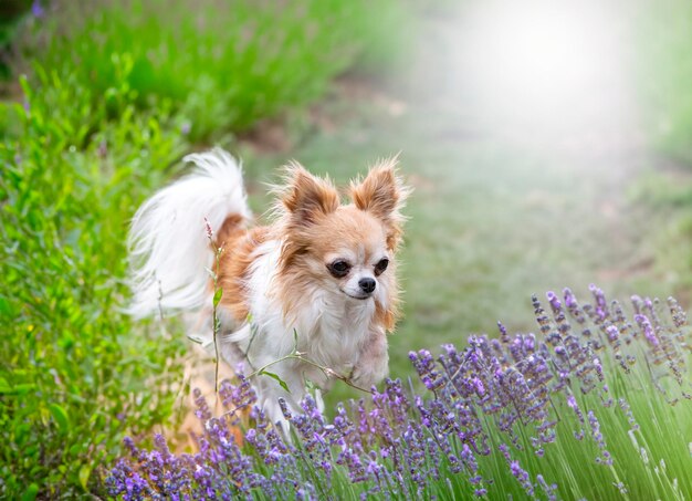 Chihuahua in de natuur