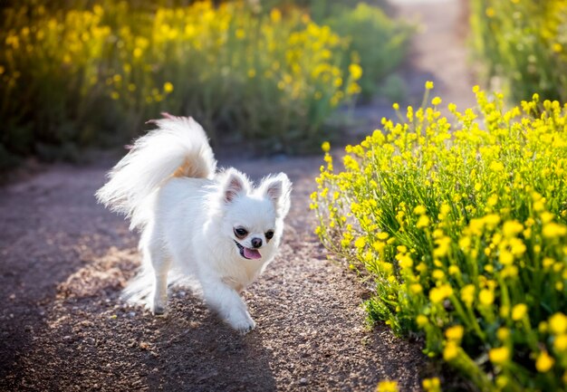 Chihuahua in de natuur