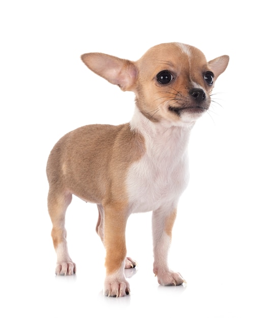 Chihuahua in de studio