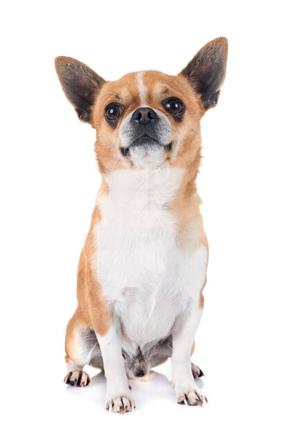 Chihuahua in de studio.