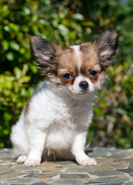 Chihuahua in de tuin