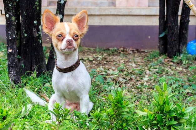 Chihuahua in de zomertuin met zacht-nadruk op de achtergrond. over het licht