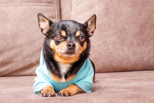 Chihuahua in een blauwe hoodie De hond ligt op een bruine bank Dierlijk huisdier