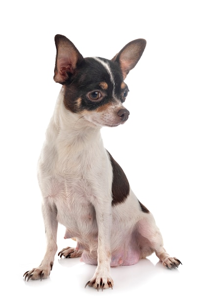 Chihuahua in geïsoleerd wit
