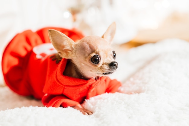 Chihuahua in het interieur van het nieuwe jaar. Kleine hond ligt op tafelblad. Rond kerst speelgoed, decoraties.