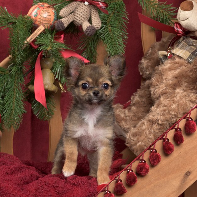 Chihuahua in kerstversiering