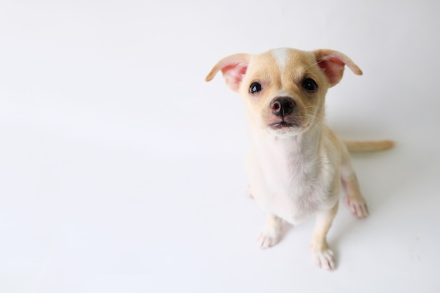Chihuahua is een witte suiker, drie maanden oud, op een witte achtergrond.