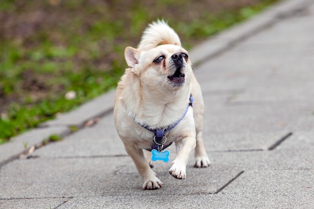 Chihuahua is one of the smallest dog breeds named after the Mexican state of Chihuahua