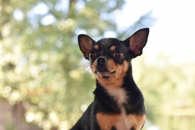 Chihuahua is sitting on the bench. Pretty brown chihuahua dog