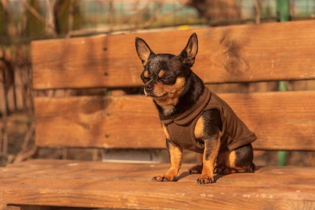 Chihuahua is sitting on the bench