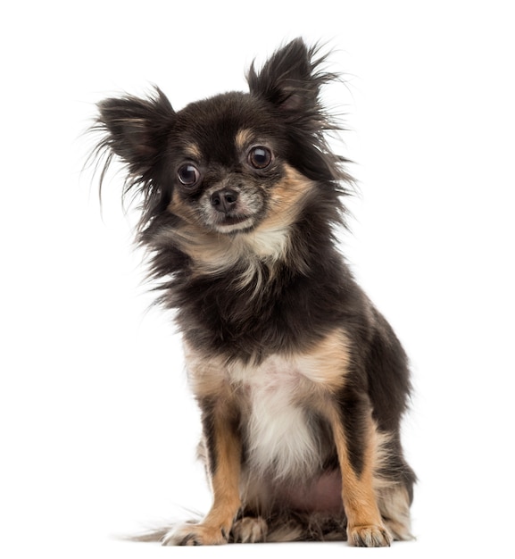 Chihuahua isolated on white