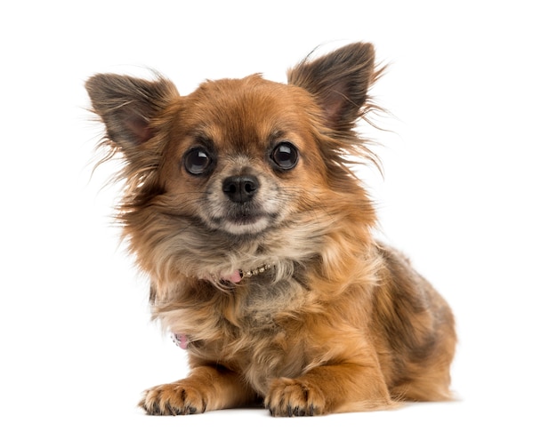 Chihuahua isolated on white