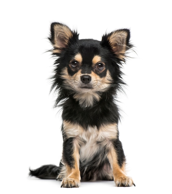 Chihuahua isolated on white