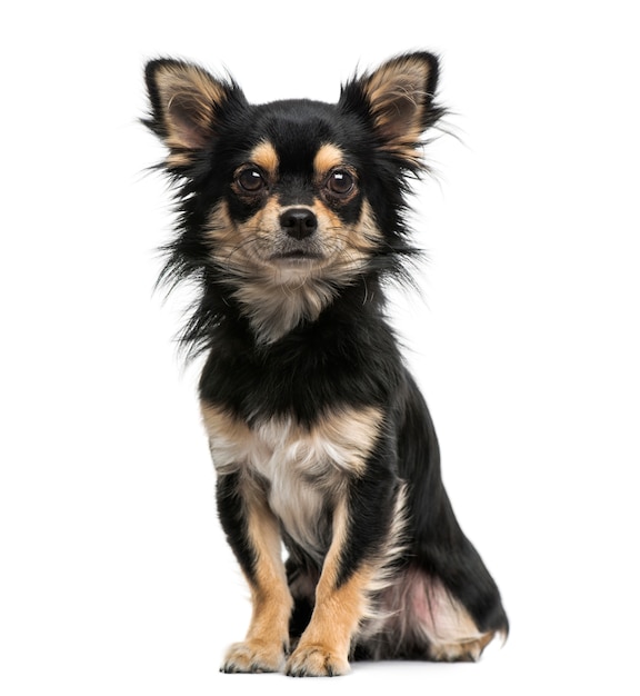 Chihuahua isolated on white