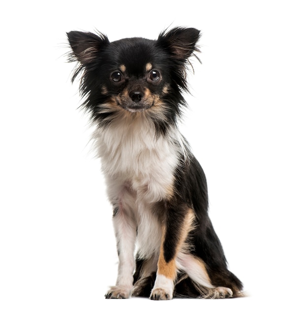 Chihuahua isolated on white