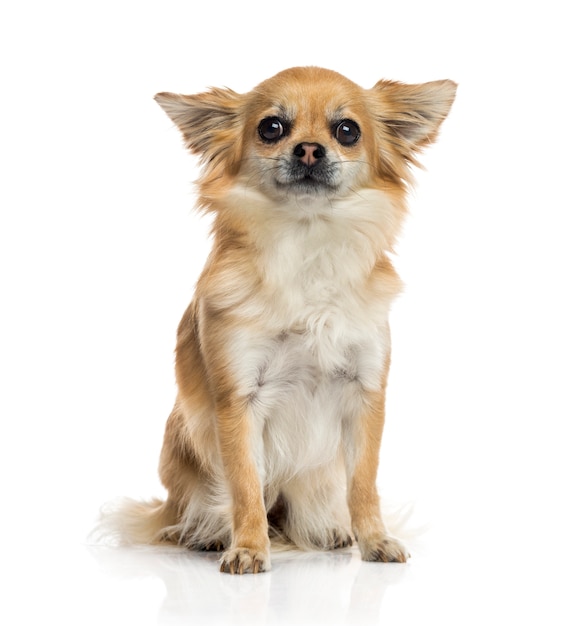 Chihuahua isolated on white