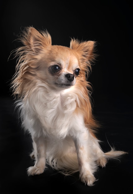 chihuahua isolated