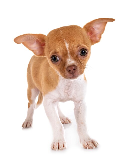 chihuahua isolated