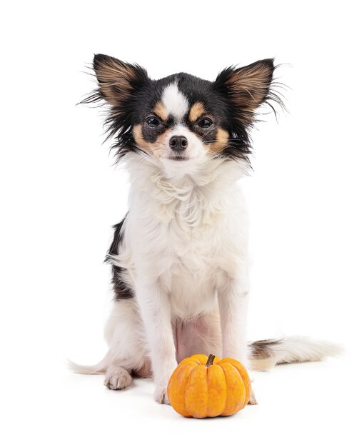 Chihuahua e jack be little, zucca arancione su sfondo bianco