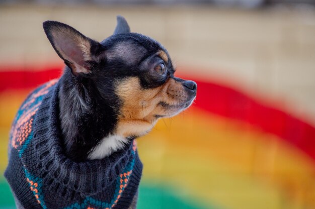 Chihuahua. Kleine chihuahua. Huisdier in kleding. Trui Chihuahua Dog Black Street. regenboog