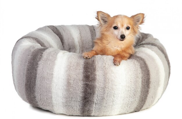 Chihuahua in a large grey and soft cushion