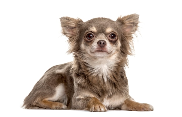 Chihuahua liegen, geïsoleerd op wit