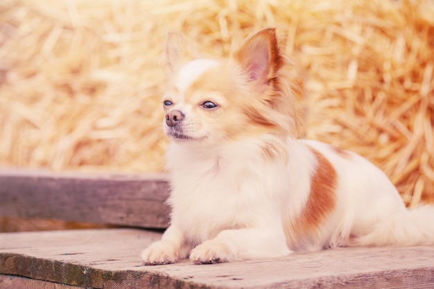 A chihuahua lies on a wooden base on a straw background A small breed dog on a sunny day