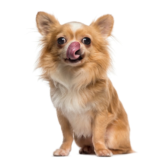 Chihuahua likt zijn lippen