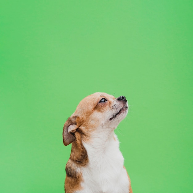 Photo chihuahua looking up with ears held back