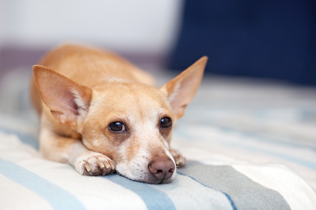 Chihuahua lying on the couch. pet rests. red dog on the sofa. a\
horizontal photo of an indoor shot from a light interior with a\
small sofa. the dog in the apartment is waiting for the owner to go\
home