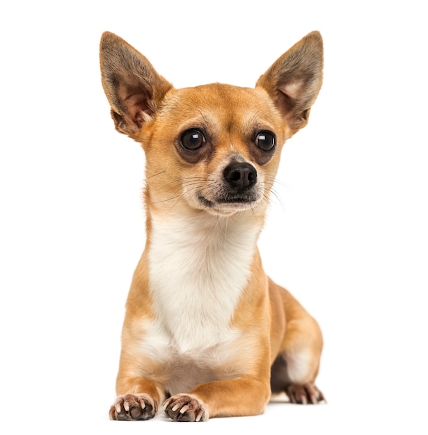 Chihuahua lying down looking away isolated on white